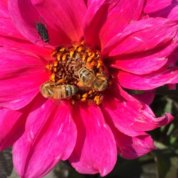 Into the Garden Inc.