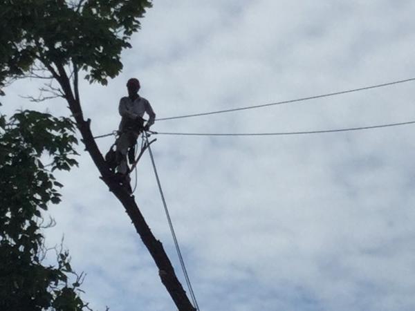 Cusson Tree Service