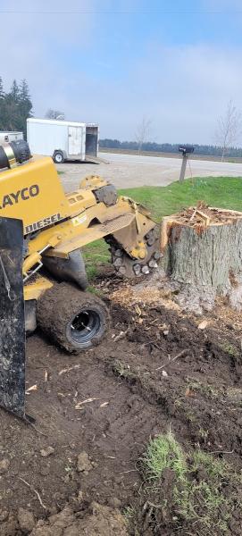 Beaver Tree Removal