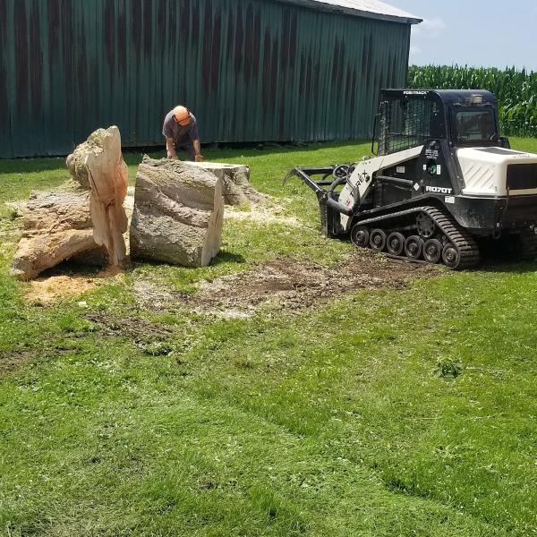 Beaver Tree Removal