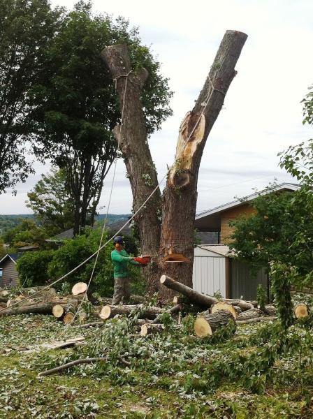 Québec Arbre Inc