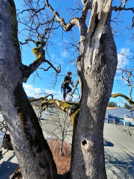 Above & Beyond Tree Service