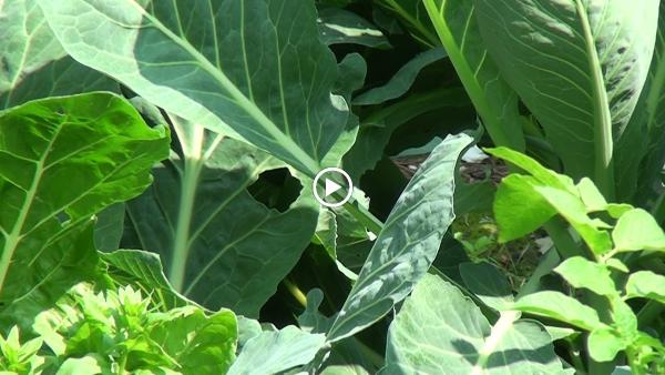 KHS Landscape Professionals