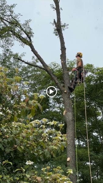 Grand River Tree Service