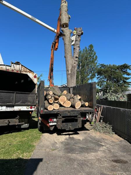 Beswick Tree Service