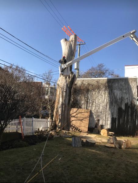 Arboriculteur Viau et Trudeau