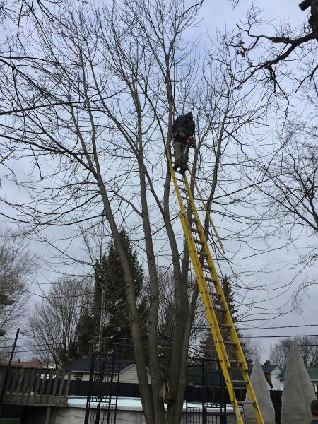 Arboriculteur Viau et Trudeau