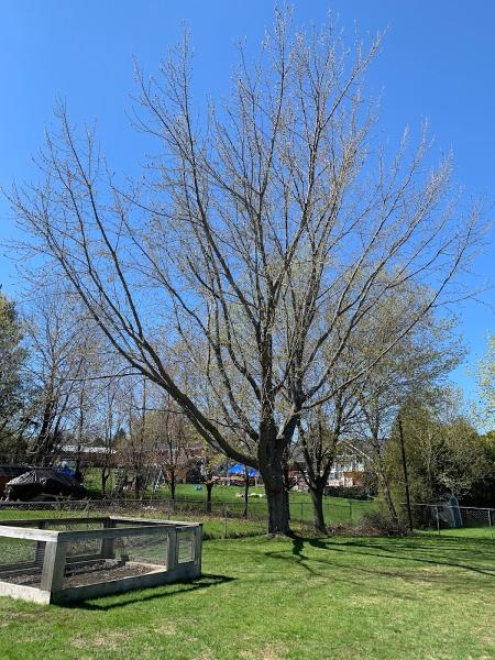 Sideline Tree Service