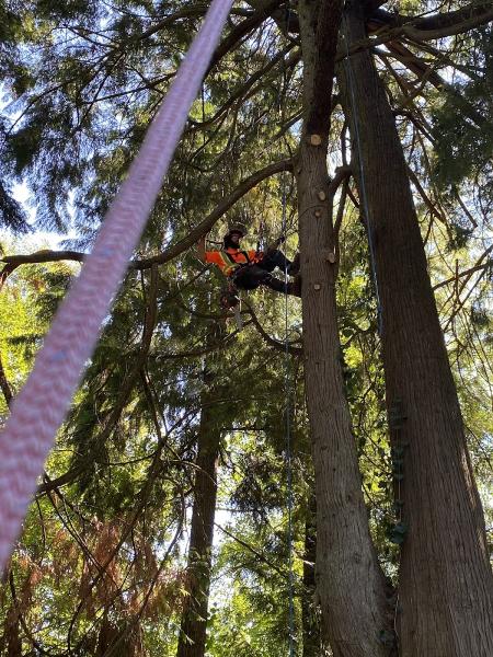 Ridge Meadows Tree Service