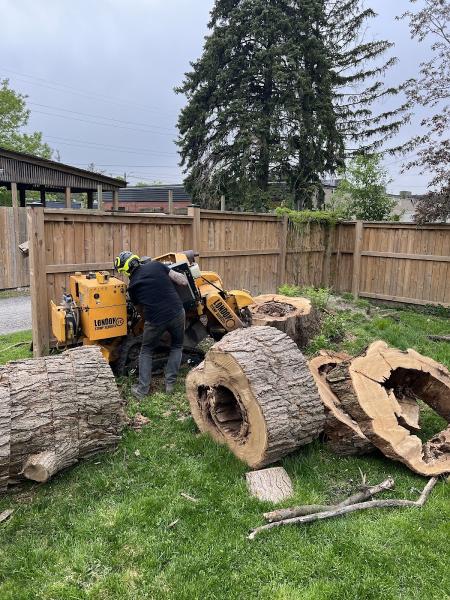 London Stump Services