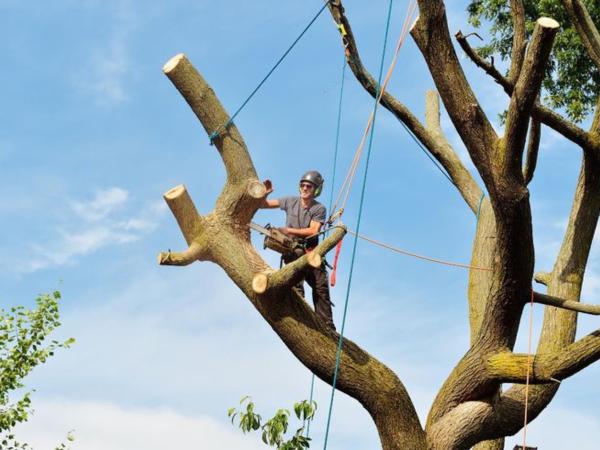 Penticton Tree Service