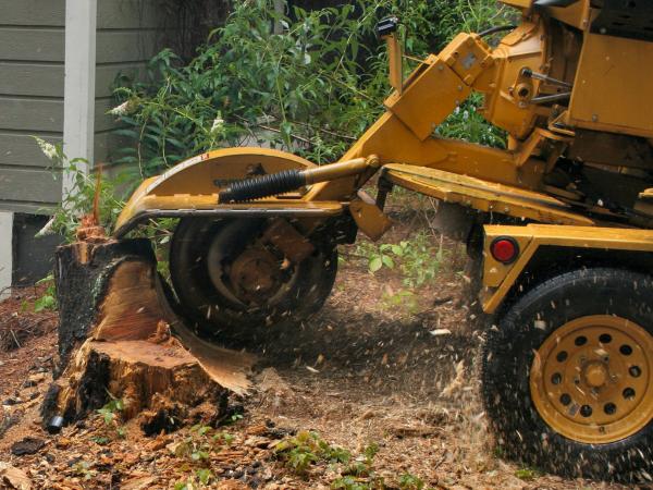 Penticton Tree Service