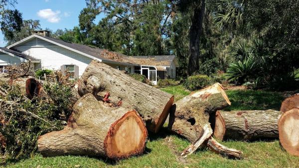 Penticton Tree Service