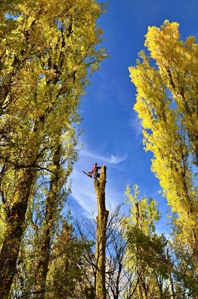 Green Sky Tree Care