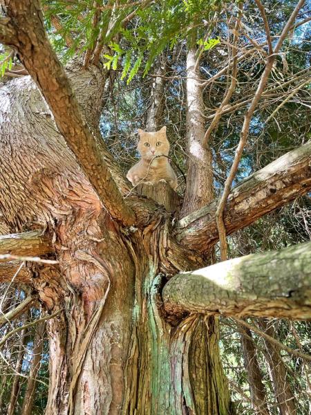 Green Sky Tree Care