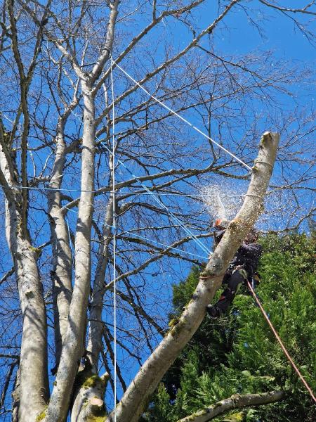 Green Sky Tree Care