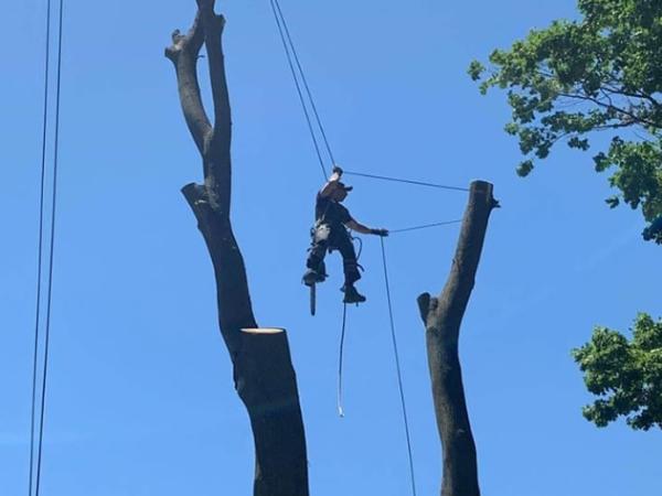 Mapleview Tree Service