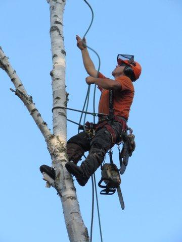 Fredericton Tree Service