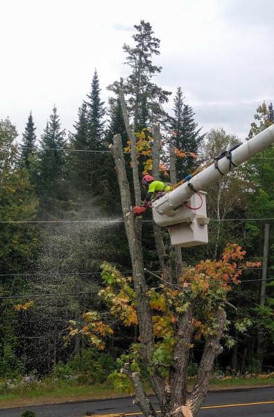 Fredericton Tree Service