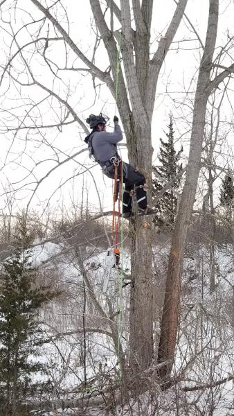 Skelton Tree Services