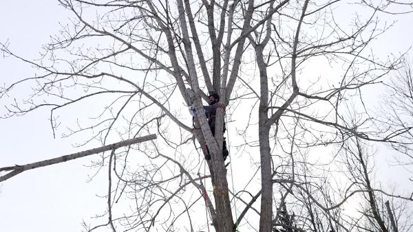 Skelton Tree Services