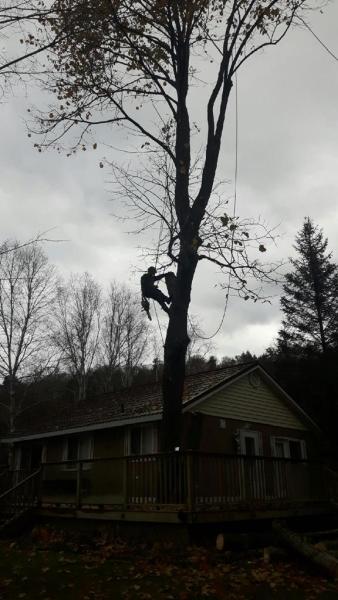 Barks Tree Service