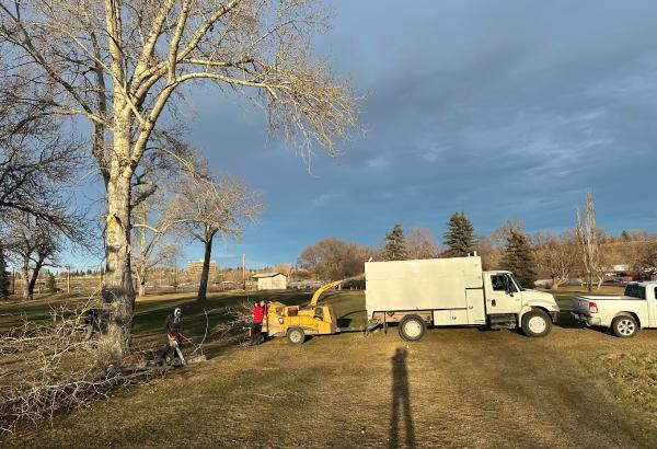 Calgary Tree Experts