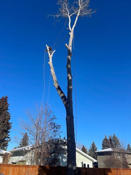 Calgary Tree Experts