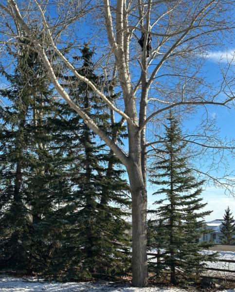 Calgary Tree Experts