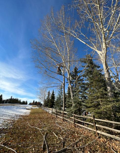 Calgary Tree Experts