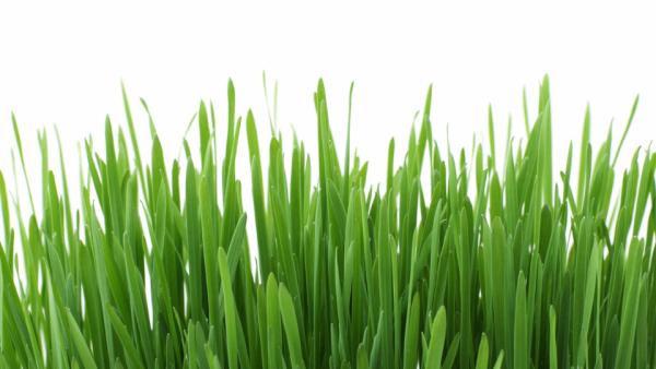 Greener Grass Lawn & Property Maintenance