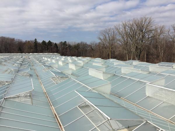 Ruthven Greenhouse Construction