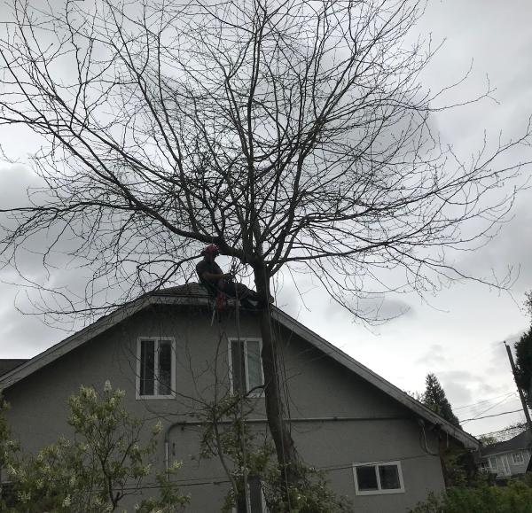 The Crooked Tree Arborist