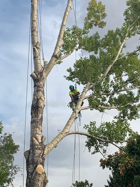 The Crooked Tree Arborist