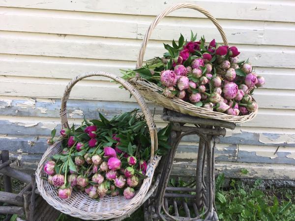 Beyond the Arbour