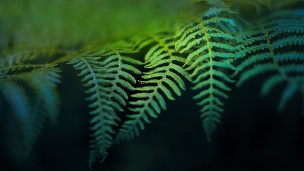 Paradise Plants Garden Centre