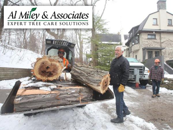 Al Miley Arborist