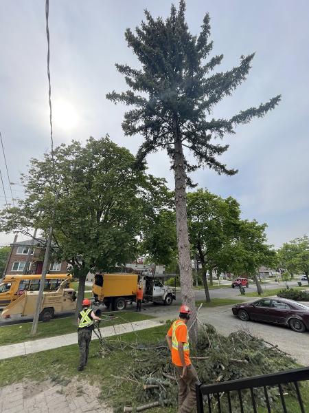 Al Miley Arborist