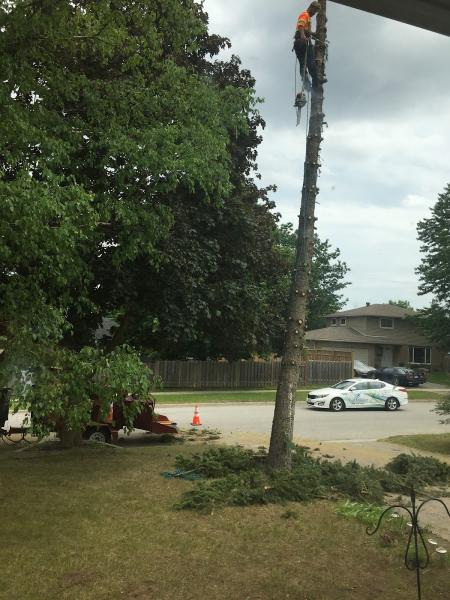 Tarzan Tree Removal