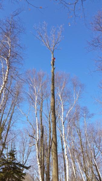 Ontario's Choice Tree Service Inc.