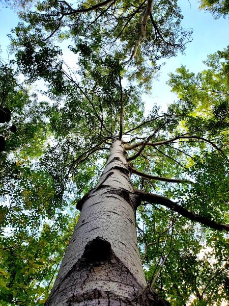 Collingwood Tree Specialists