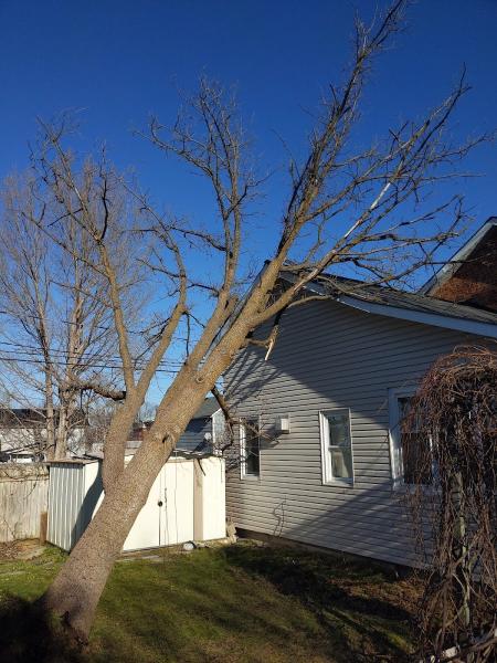 Collingwood Tree Specialists