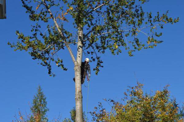 Green Heritage Tree Services Ltd.