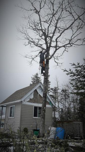 Green Heritage Tree Services Ltd.