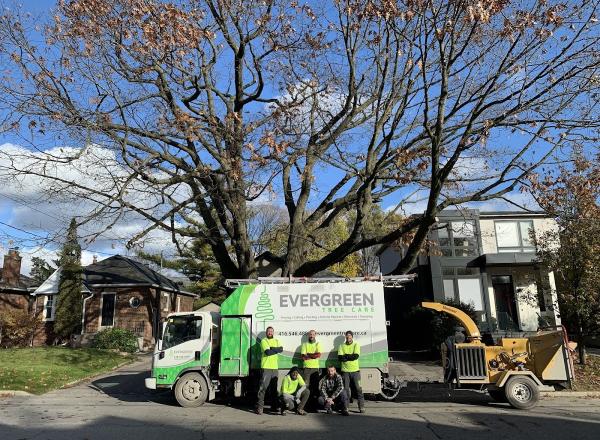 Evergreen Tree Care