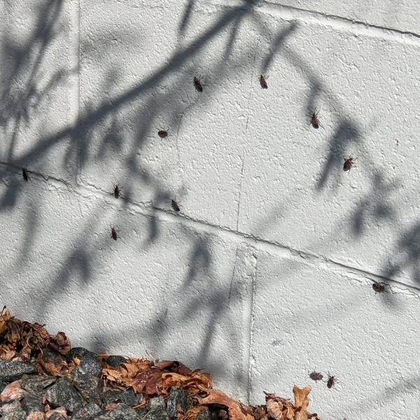 The Spider Guys