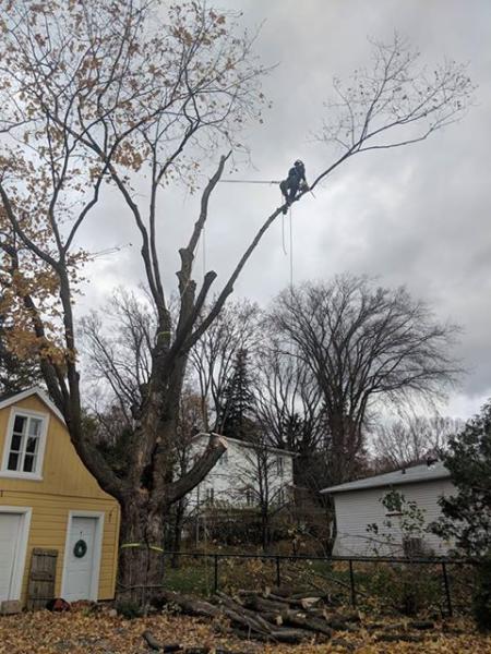 Altitude Arboriculture