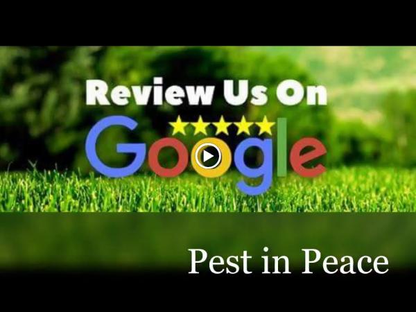 Pest IN Peace Control Solutions Inc.