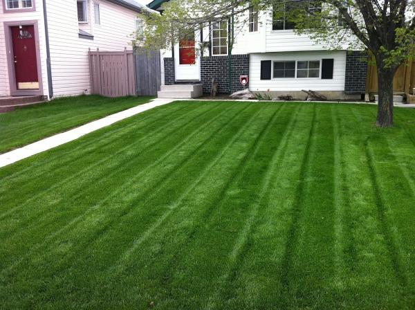 Green With Envy Lawn and Garden Care Ltd