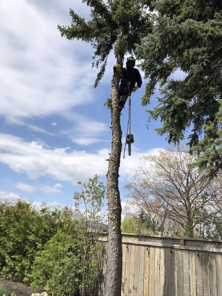 Forestwood Tree Service